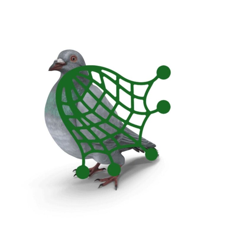 Pigeon capturé dépigeonnage