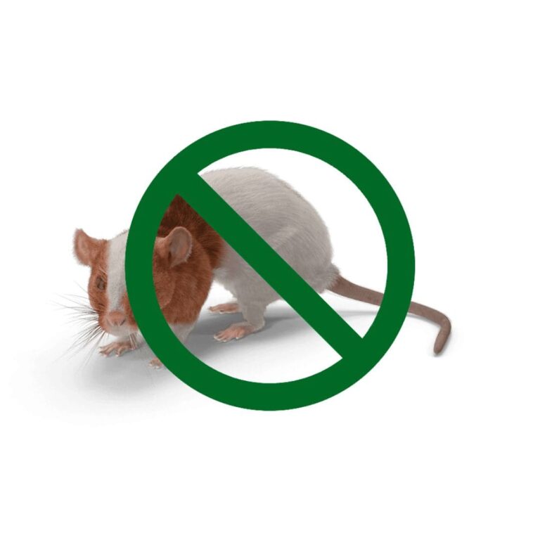 Rat barré dératisation