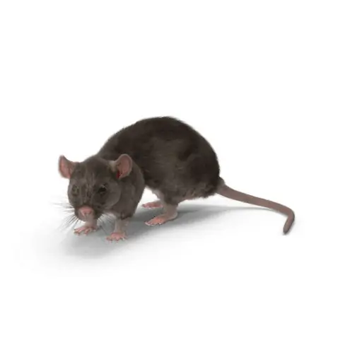 a close up of a rat