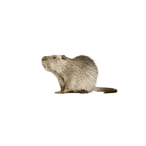 a small rodent with long tail