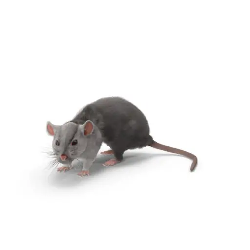 a mouse with a long tail