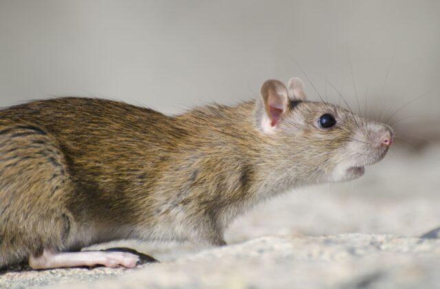 Rat brun dans un local