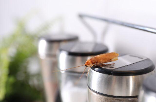 Cafard dans une cuisine